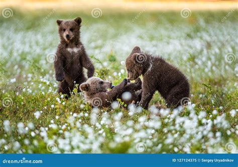 Brown Bear Cubs Playing In The Forest Bear Cub Stands On Its Hind Legs