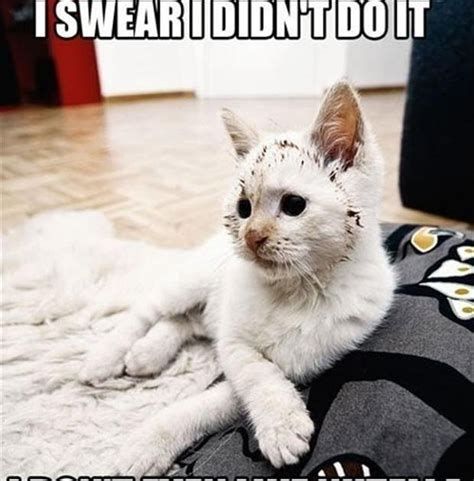 Funny cat pictures with captions, cats funny …for more funny pictures and hilarious hilarious picture and word combos (39 pics). Funny Cat Pictures with Captions with Guns With Quotes ...
