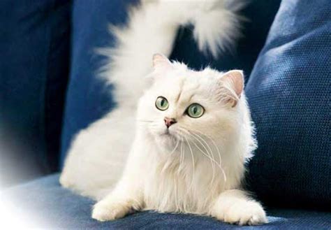 10 Cutest Cat Breeds In The World Top10zen