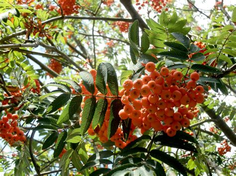 Sorbus aucuparia 'edulis' / mährische eberesche / essbare eberesche. Die Eberesche (der Vogelbeer-Baum) - Wesen und Bedeutung