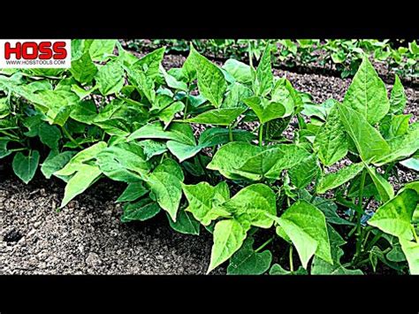 Sign up for free now for hacks, market analysis, inspiration and more. THE EASIEST WAY TO PREVENT WEEDS IN YOUR GARDEN! - YouTube