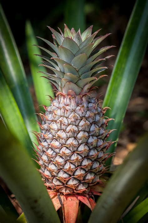 Pineapple Tropical Fruit Growing In A Nature Pineapples Plantation