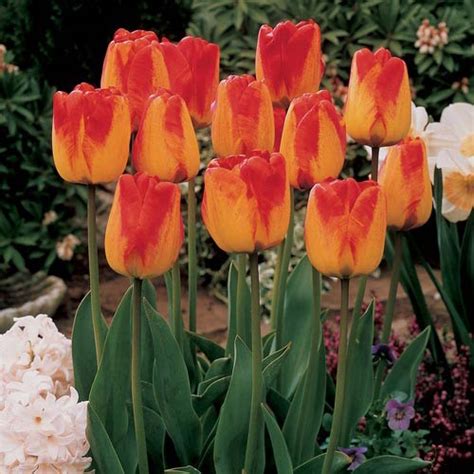 Welcome To K Van Bourgondien Darwin Hybrid Tulip Orange Queen