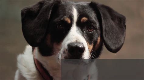 Neutered dogs are more often affected and may show signs like abnormal urination. Dogs Sniffing For Prostate Cancer Diagnosis - Early ...