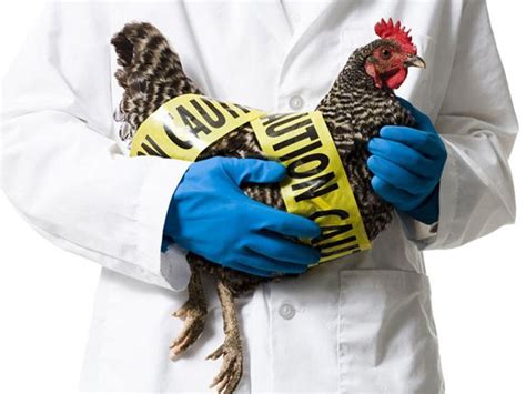 Avian and other zoonotic influenza. Avian Flu Spread Raises Concerns in Kathmandu, Dept. Begins Probe