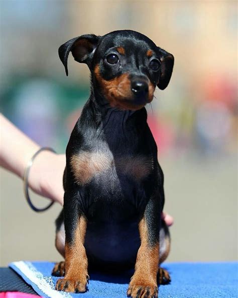 Oltre ad aver bisogno, in proporzione, di un maggior apporto calorico, i cani di piccola taglia vanno nutriti non meno ma meglio. Cani di piccola taglia: le 35 razze di cani più piccoli ...