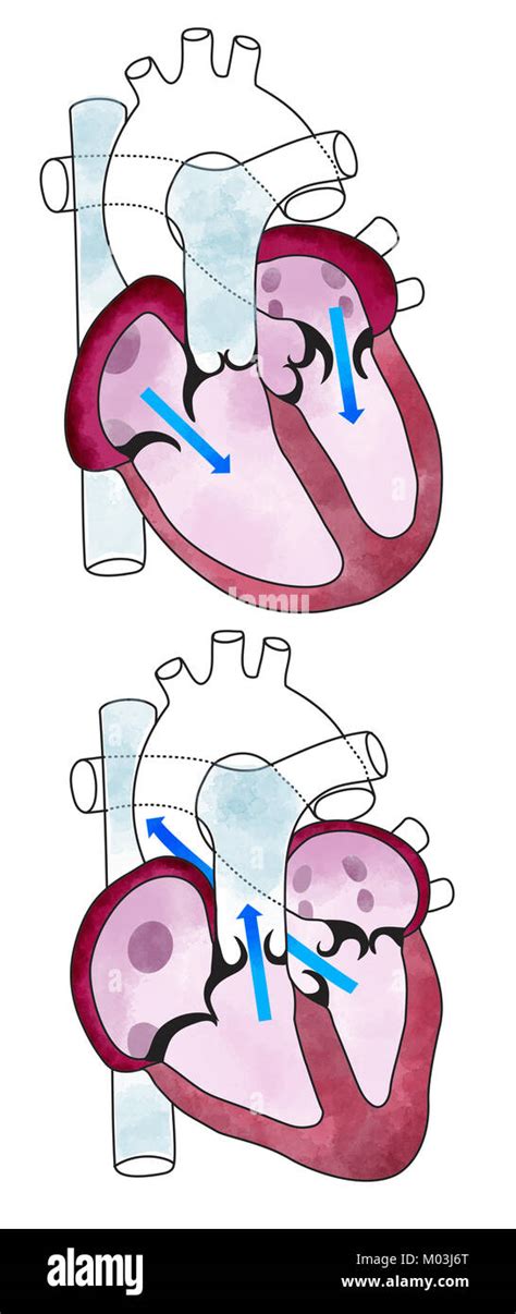 Del Corazón Los Ventrículos Anatomía Humana Los Ventrículos