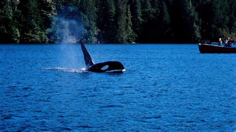 Holidays to Vancouver Island - Hayes & Jarvis Holidays