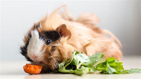 Keep you cat healthy with the right feeding supplies! Pocket Pets | RSPCA NSW