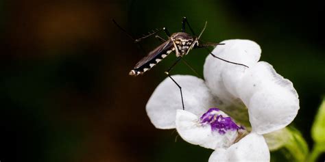 Check spelling or type a new query. What Purpose do Mosquitoes Serve? • The National Wildlife ...