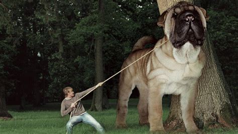 Top 10 Biggest Dogs In The World Biggest Dogs In The