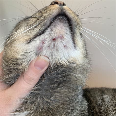 My Cat Had Some Bad Acne A While Back Popping
