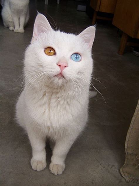 Cat With Two Different Color Eyes 7 Pics