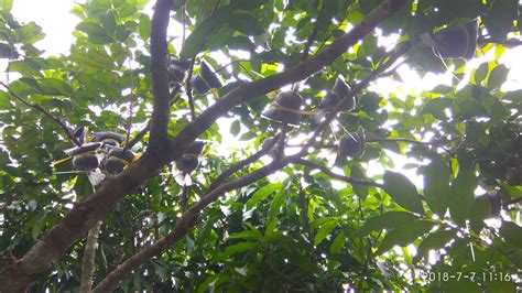Kristal gula batu dapat dibentuk di benang ataupun tongkat kayu. Teknik Tut Rambutan Gula Batu - Cikgu Suffi (CS)