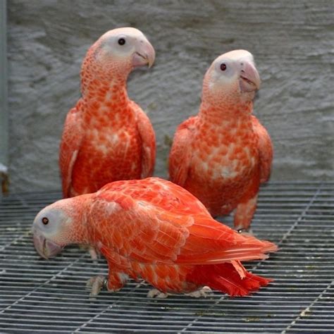 Pink African Grey Parrots Eight More Oddly Colored Creatures Pretty