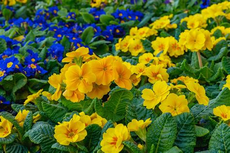 Primrose Fragrant Perennial Flowering Britannica