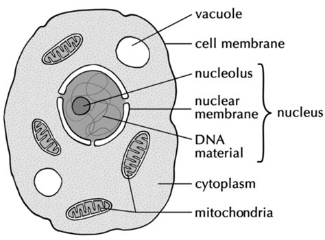 A system of flattened membranes called cisternae (mainpoint: Difference between plant and animal cells | Cells as the ...