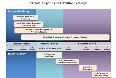 Approaches To Eliminating Perinatal Hbv Transmission