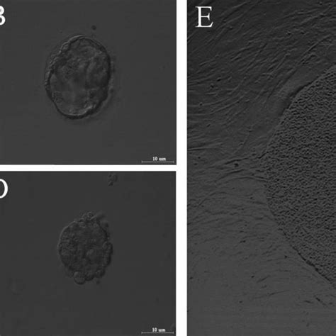 Morphology Of Zygotes And Human Embryonic Stem Cell Colony A The