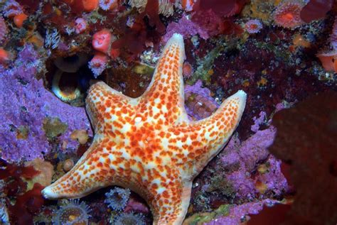 17 Bizarre And Beautiful Starfish Species Starfish Species Starfish