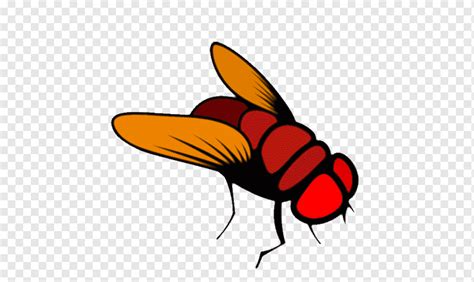 Lalat Buah Umum Brain Hackathon Fly Fotografi Serangga Garpu Png
