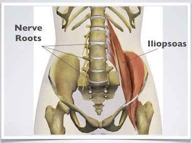 If you'd like to support us and get something great in return, check out our pdf osce checklist booklet containing over 100 lower brainstem and upper cervical cord lesions can interfere with the function of cranial nerve xi, leading to paresis or paralysis of the trapezius (and. Exercises for low back pain: Detailed, easy to follow ...