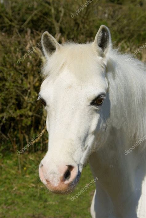Pretty White Pony — Stock Photo © Meirion 5503357
