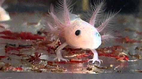 I am only speaking from grey's anatomy experience but all the preemies have their eyes covered on the show to protect them from the light. Axolotl Babys - YouTube