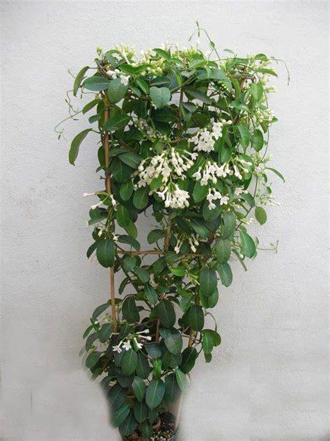 Fiori profumati ce ne sono commercialmente parlando pochi, ma buoni come per esempio le fresie, la mimosa, i lilium o i giacinti. STEPHANOTIS, DOLCE PROFUMO DALL'AFRICA - Ritrovo del Fiore