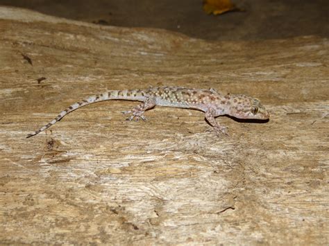 Mediterranean Gecko Hemidactylus Turcicus Brad Gloriosos Personal