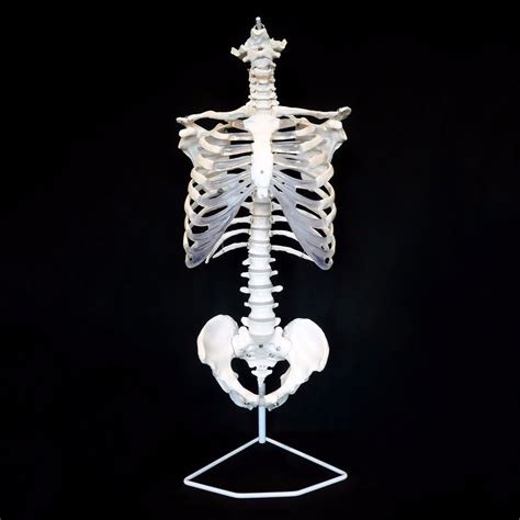 Anatomical Human Skeletal Trunk Model Medical Skeleton Torso Anatomy