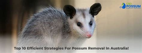 Top 10 Efficient Strategies For Possum Removal In Australia Cbd