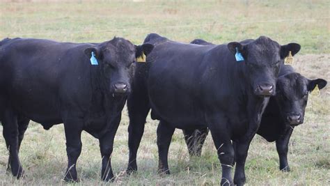 Young Bulls Expected To Fetch High Prices This Bull Selling Season