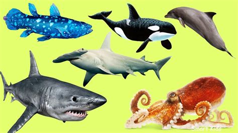 Animals in the Ocean | Learn Animals names and Sounds for Kids - YouTube