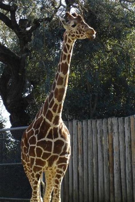 Jun 11, 2021 · sacramento, calif. Sacramento Zoo - All You Need to Know BEFORE You Go ...