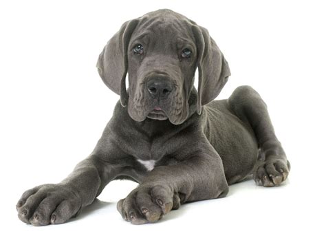 The great dane is believed to have dated back as far as 2200 b.c. Great Dane Puppies For Sale In Florida From Top Breeders