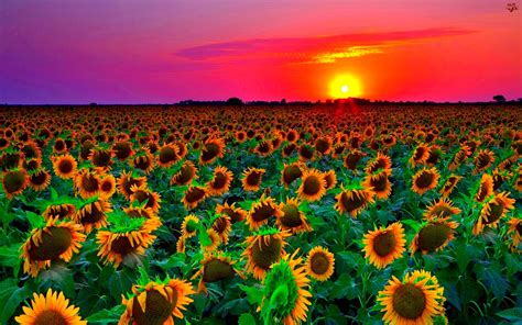 Sunflower Field Wallpaper 2560x1600 57060 Baltana
