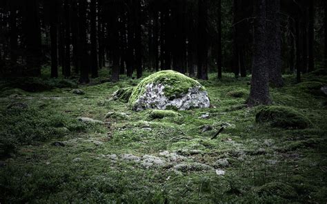 Free photo: Stone with Grass - Block, Road, Texture - Free Download - Jooinn