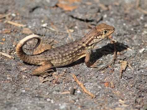Northern Curly Tailed Lizard Facts And Pictures