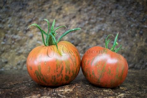 Striped Tomatoes Vertiloom