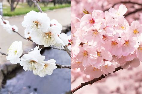 Ume Vs Sakura Exploring The Differences Between Japans Iconic Blossoms