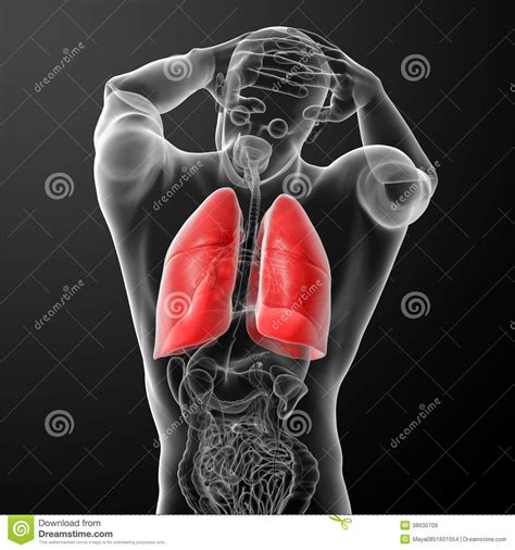 The anatomical midline of the heart, or the septum the human heart has 4 chambers, namely the left atrium (la), the left ventricle (lv), the right atrium the heart is indeed located somewhere in the middle of the chest and it has '4 chambers' that do. Human Respiratory System In X-ray Stock Illustration ...