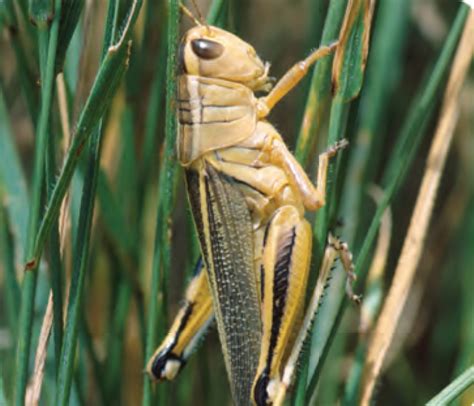 Animal Facts Grasshopper Canadian Geographic