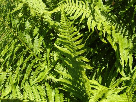 Green Fern 1 Free Stock Photo | FreeImages