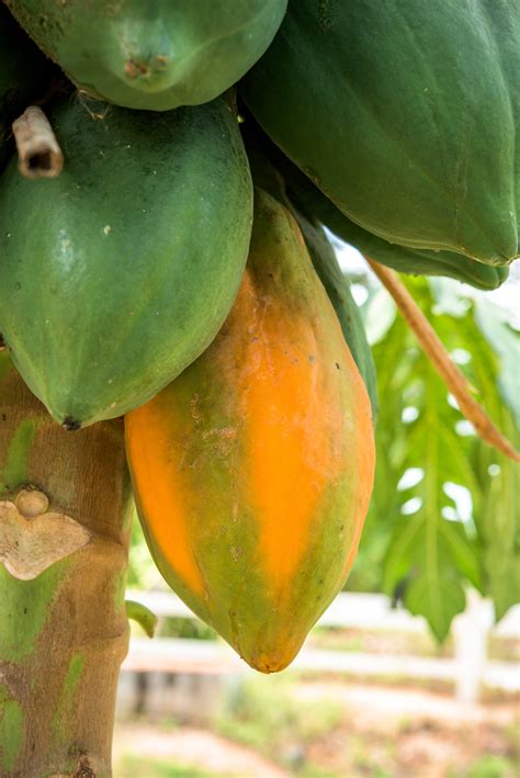 Department of agriculture plant hardiness zones 9b through 11, papayas often reach a maximum. Papaya