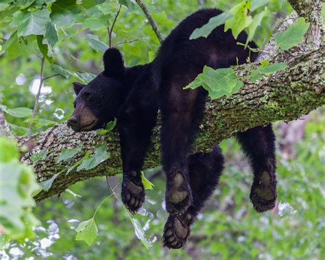 Pigeon River Campground In The Smoky Mountains Black Bear American