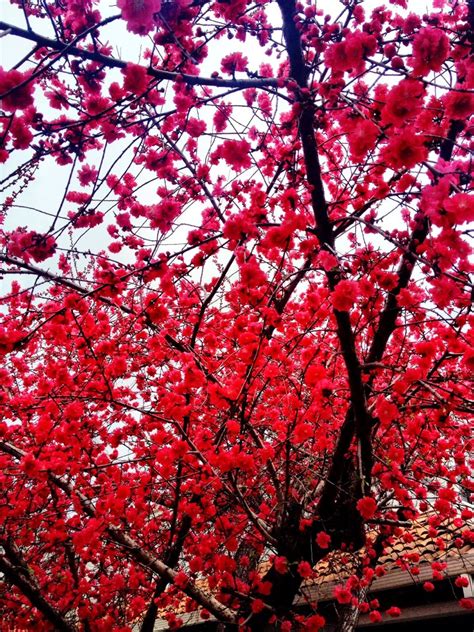 Red Flowering Tree Red Flowering Trees Flower Power