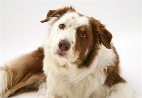Dog Brown And White Border Collie Photo Wp47655