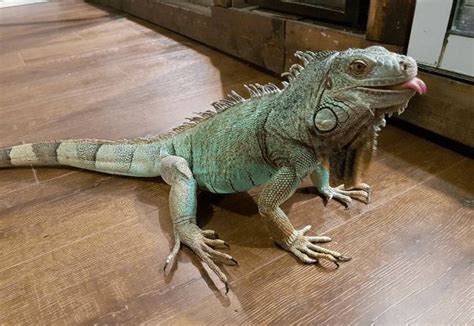What Pet Iguana Keepers Want You To Know Iguana Pet Cute Reptiles