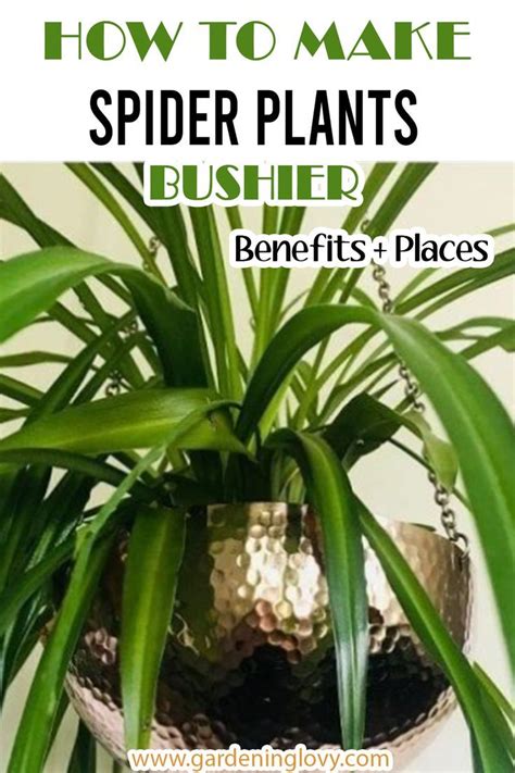 15 Spider Plant Care Indoors Instructions Benefits Places Artofit